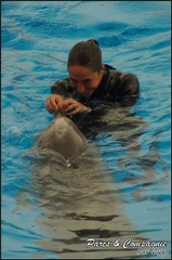 Marineland - Dauphins - Spectacle 17h00 - 098