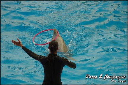Marineland - Dauphins - Spectacle 17h00 - 119