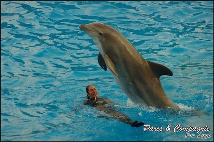 Marineland - Dauphins - Spectacle 17h00 - 121