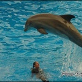 Marineland - Dauphins - Spectacle 17h00 - 124