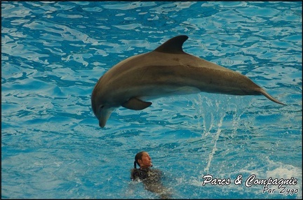 Marineland - Dauphins - Spectacle 17h00 - 125