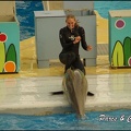 Marineland - Dauphins - Spectacle 17h00 - 126