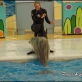 Marineland - Dauphins - Spectacle 17h00 - 127