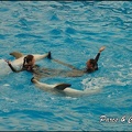 Marineland - Dauphins - Spectacle 17h00 - 128