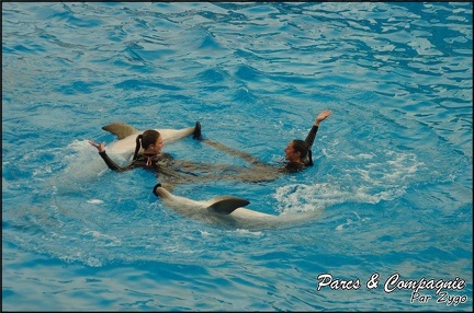 Marineland - Dauphins - Spectacle 17h00 - 128