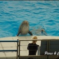 Marineland - Dauphins - Spectacle 17h00 - 129