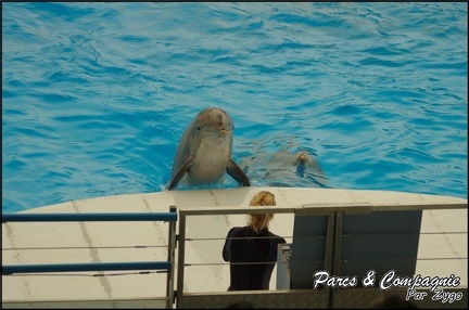 Marineland - Dauphins - Spectacle 17h00 - 129