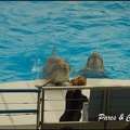 Marineland - Dauphins - Spectacle 17h00 - 130