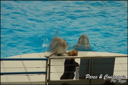 Marineland - Dauphins - Spectacle 17h00 - 130