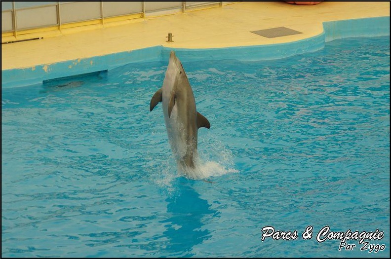 Marineland - Dauphins - Spectacle 17h00 - 131