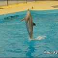Marineland - Dauphins - Spectacle 17h00 - 132