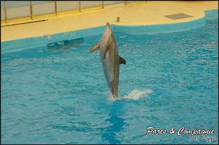 Marineland - Dauphins - Spectacle 17h00 - 132
