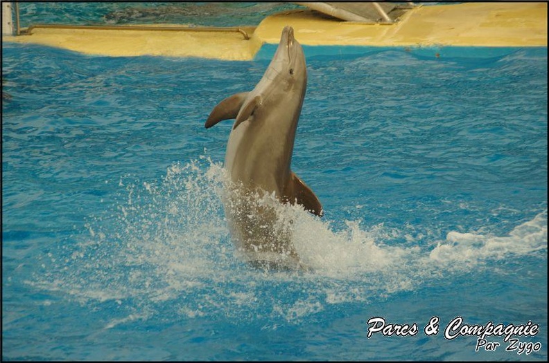 Marineland - Dauphins - Spectacle 17h00 - 138