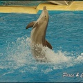 Marineland - Dauphins - Spectacle 17h00 - 138