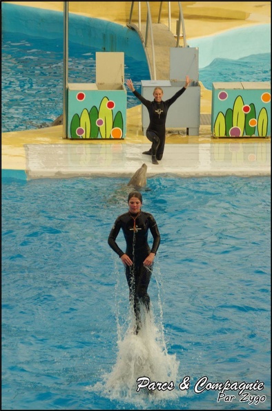 Marineland - Dauphins - Spectacle 17h00 - 139