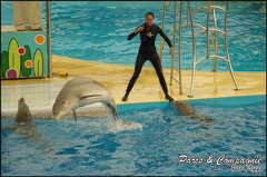 Marineland - Dauphins - Spectacle 17h00 - 146