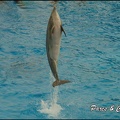 Marineland - Dauphins - Spectacle 17h00 - 147