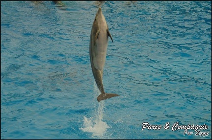 Marineland - Dauphins - Spectacle 17h00 - 147