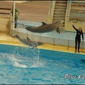 Marineland - Dauphins - Spectacle 17h00 - 148