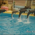 Marineland - Dauphins - Spectacle 17h00 - 149