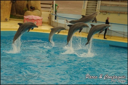 Marineland - Dauphins - Spectacle 17h00 - 149