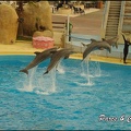 Marineland - Dauphins - Spectacle 17h00 - 150