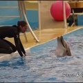 Marineland - Dauphins - Spectacle 17h00 - 151