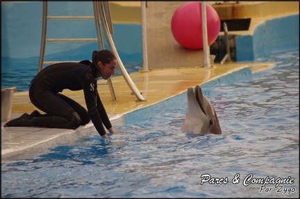 Marineland - Dauphins - Spectacle 17h00 - 151