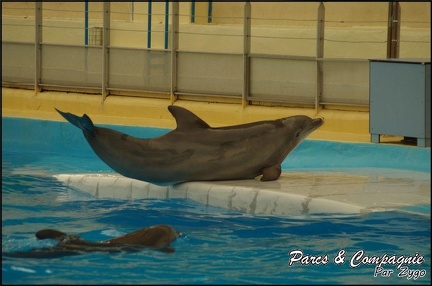 Marineland - Dauphins - Spectacle 17h00 - 152