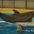 Marineland - Dauphins - Spectacle 17h00 - 153
