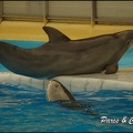 Marineland - Dauphins - Spectacle 17h00 - 154