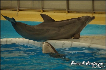 Marineland - Dauphins - Spectacle 17h00 - 154