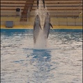 Marineland - Dauphins - Spectacle 17h00 - 155