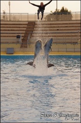 Marineland - Dauphins - Spectacle 17h00 - 156