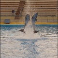 Marineland - Dauphins - Spectacle 17h00 - 156