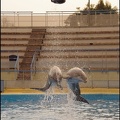 Marineland - Dauphins - Spectacle 17h00 - 157