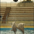 Marineland - Dauphins - Spectacle 17h00 - 158