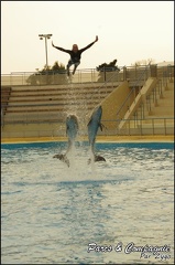 Marineland - Dauphins - Spectacle 17h00 - 159