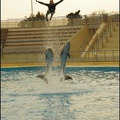 Marineland - Dauphins - Spectacle 17h00 - 159