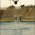 Marineland - Dauphins - Spectacle 17h00 - 160