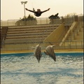 Marineland - Dauphins - Spectacle 17h00 - 161