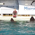 Marineland - Orques - Spectacle - 285