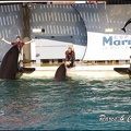 Marineland - Orques - Spectacle - 288