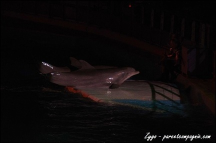 Marineland - Dauphins - Spectacle nocturne - 048