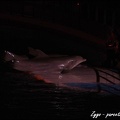 Marineland - Dauphins - Spectacle nocturne - 049