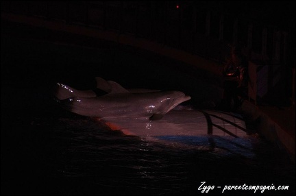 Marineland - Dauphins - Spectacle nocturne - 049