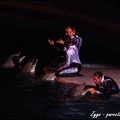 Marineland - Dauphins - Spectacle nocturne - 058
