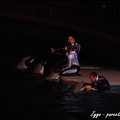 Marineland - Dauphins - Spectacle nocturne - 059
