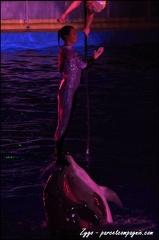 Marineland - Dauphins - Spectacle nocturne - 069