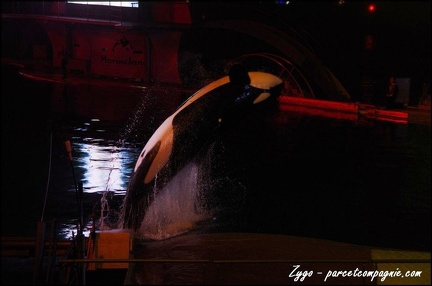 Marineland - Orques - Spectacle nocturne - 198
